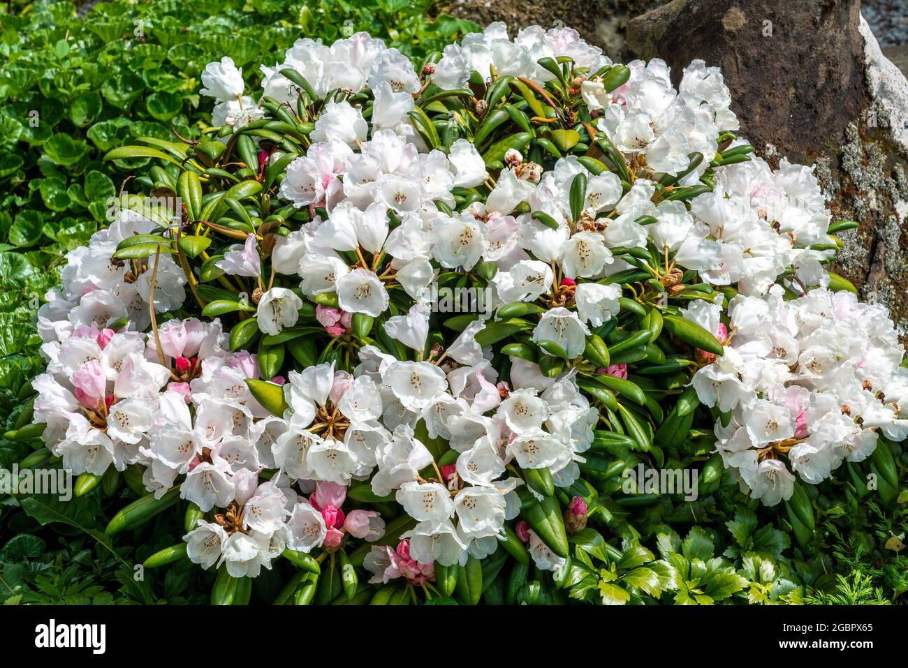 Rhododendron obtusum 'Schneeperle' una pianta arbusto in fiore estiva con un fiore bianco in estate altrimenti conosciuto come un'azalea giapponese 'now Pearl', st Foto Stock