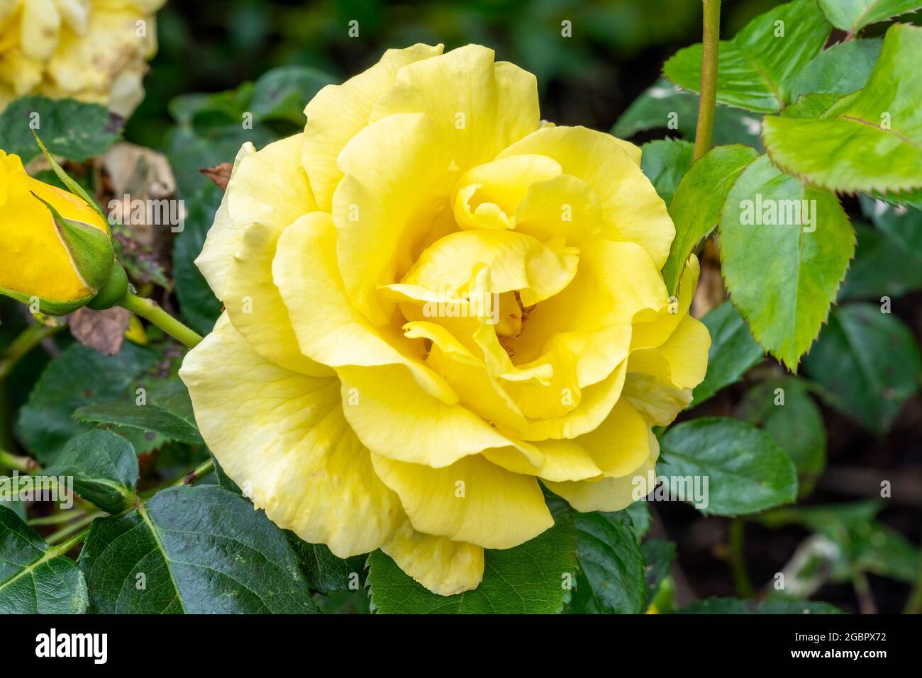 Rosa 'Korlillub' (rosa) una pianta arbustiva gialla perenne primavera estate autunno fiore conosciuto anche come 'Lichtkonigin Lucia', foto d'azione Foto Stock