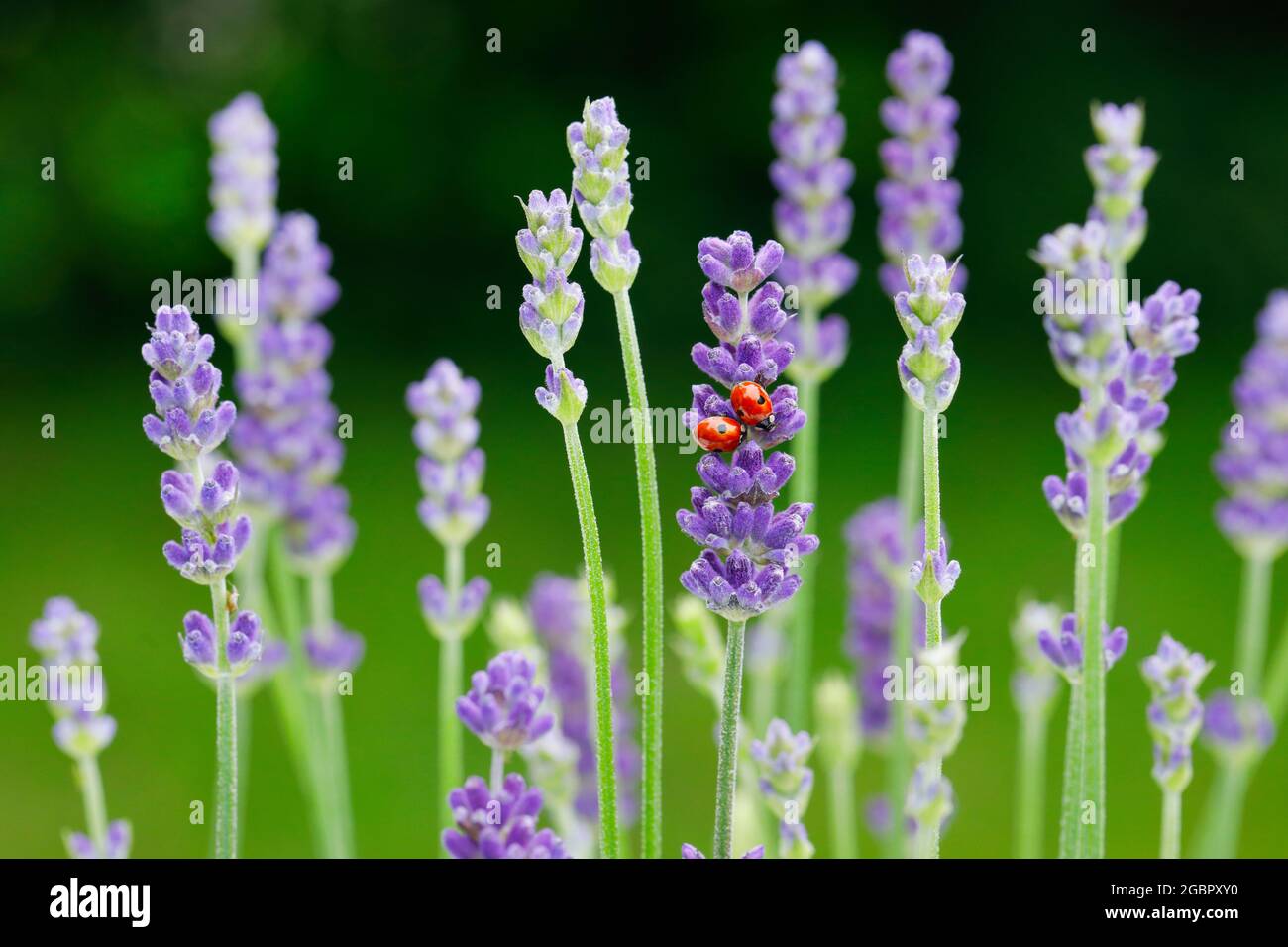 zoologia, insetti (Insecta), ladybird a due punti su fiori di lavanda, Svizzera, NON-USO-ESCLUSIVO PER IL BIGLIETTO-BIGLIETTO-DI-AUGURI-PIEGHEVOLE-USO-CARTOLINA Foto Stock