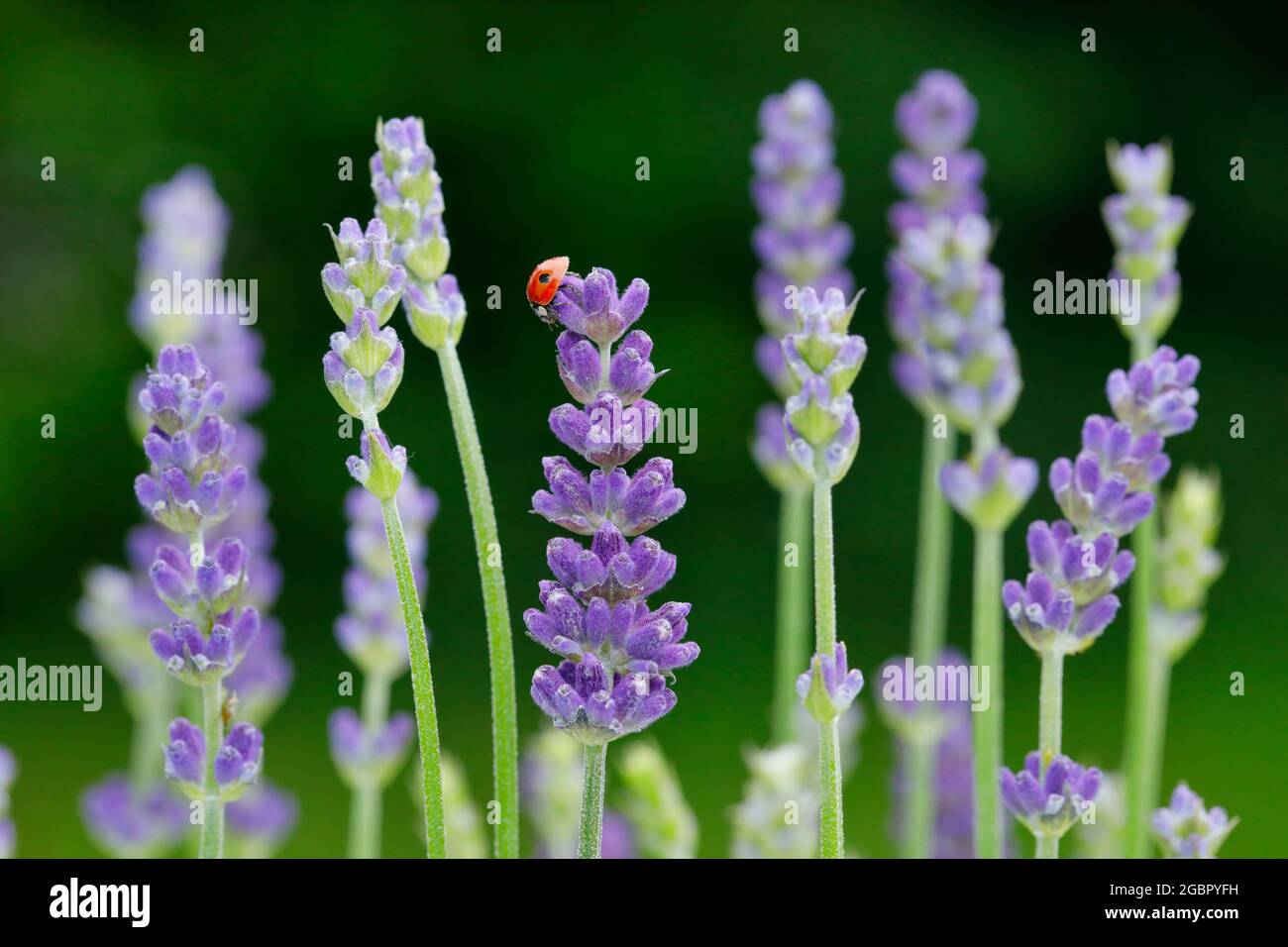 zoologia, insetti (Insecta), ladybird a due punti su fiori di lavanda, Svizzera, NON-USO-ESCLUSIVO PER IL BIGLIETTO-BIGLIETTO-DI-AUGURI-PIEGHEVOLE-USO-CARTOLINA Foto Stock