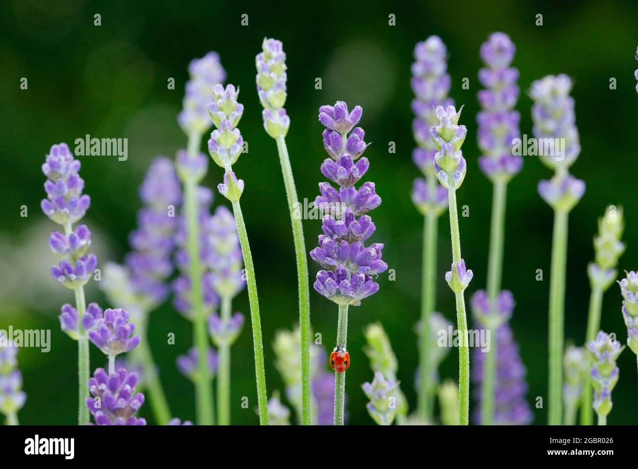 zoologia, insetti (Insecta), ladybird a due punti su fiori di lavanda, Svizzera, NON-USO-ESCLUSIVO PER IL BIGLIETTO-BIGLIETTO-DI-AUGURI-PIEGHEVOLE-USO-CARTOLINA Foto Stock