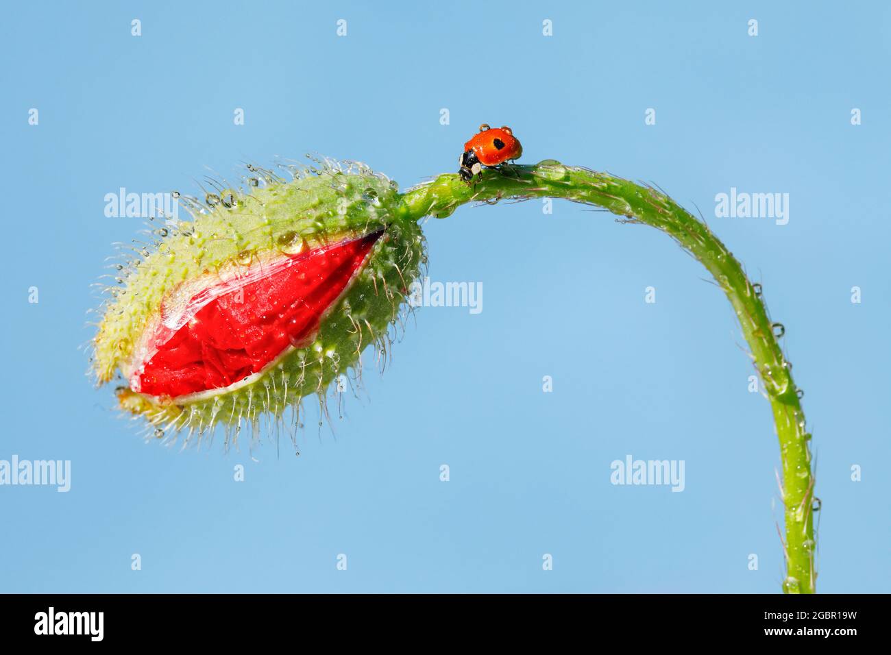zoologia, insetti (Insecta), ladybird a due punti su papavero, Svizzera, NESSUN-USO-ESCLUSIVO PER CARTA-BIGLIETTO-DI-AUGURI-PIEGHEVOLE-USO-CARTOLINA Foto Stock