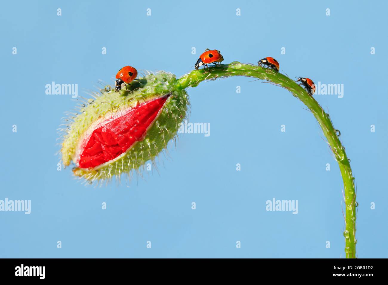 zoologia, insetti (Insecta), ladybird a due punti su papavero, Svizzera, NESSUN-USO-ESCLUSIVO PER CARTA-BIGLIETTO-DI-AUGURI-PIEGHEVOLE-USO-CARTOLINA Foto Stock