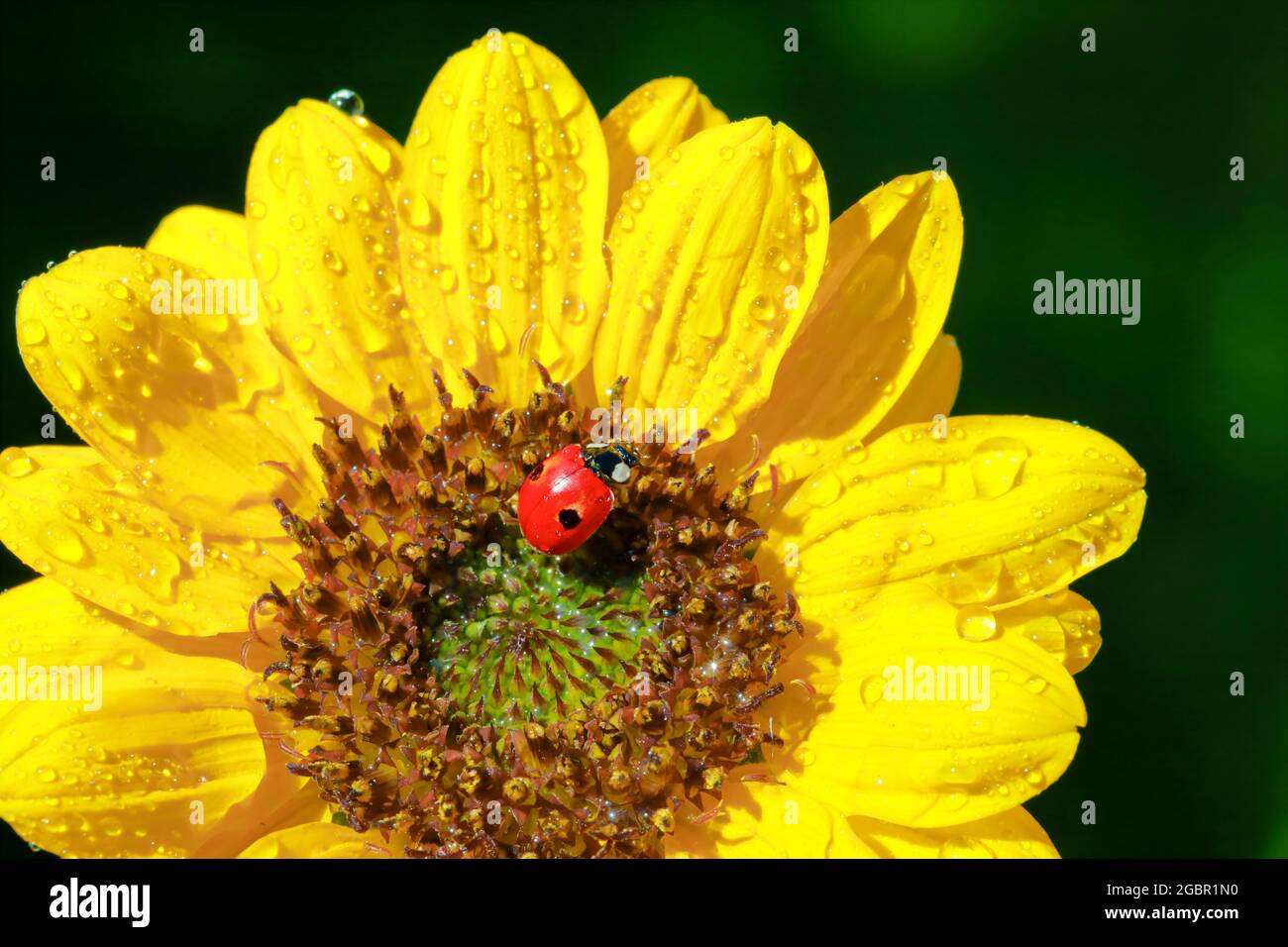 zoologia, insetti (Insecta), ladybird a due punti su girasole, Svizzera, NO-EXCLUSIVE-USE PER CARTA-BIGLIETTO-DI-AUGURI-PIEGHEVOLE-USO-CARTOLINA Foto Stock