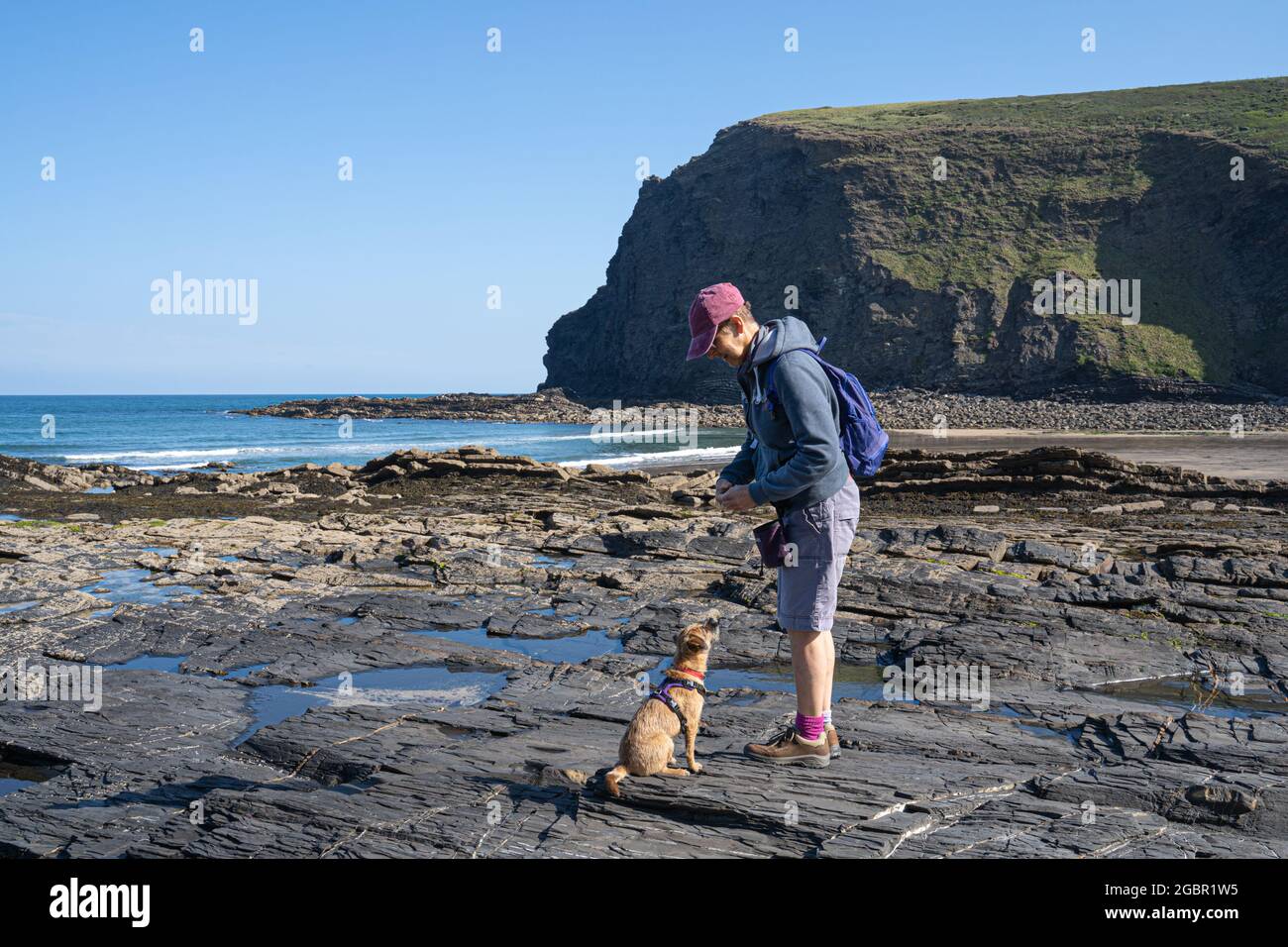 Addestramento di un cane di bordo Terrier sulla spiaggia di Crackington Haven sulla costa nord della Cornovaglia. Foto Stock