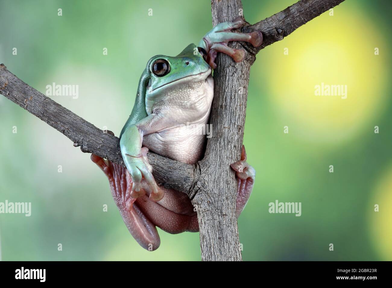 rana di albero appollaiata su un ramo, rana polverosa Foto Stock