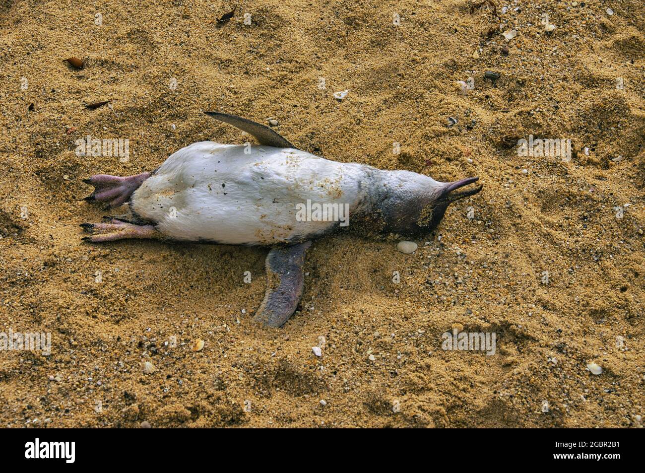 Pinguino morto dall'occhio giallo (antipodi Megadyptes) su una spiaggia vicino a Kaikoura, Isola del Sud, Nuova Zelanda Foto Stock