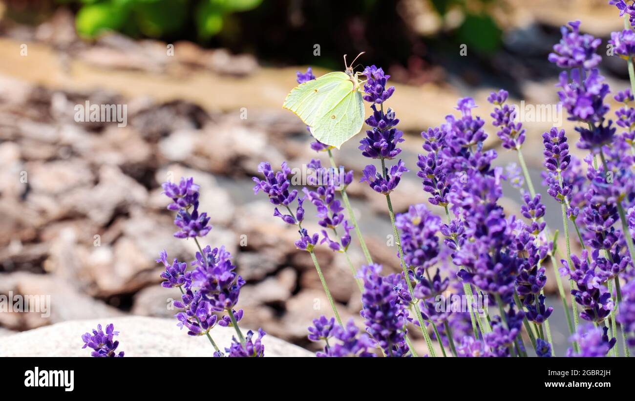 La farfalla di pietra di pietra si siede su un fiore viola di lavanda. Piante che attraggono farfalle e insetti altri. Bella lavanda cespuglio nel giardino con pi Foto Stock