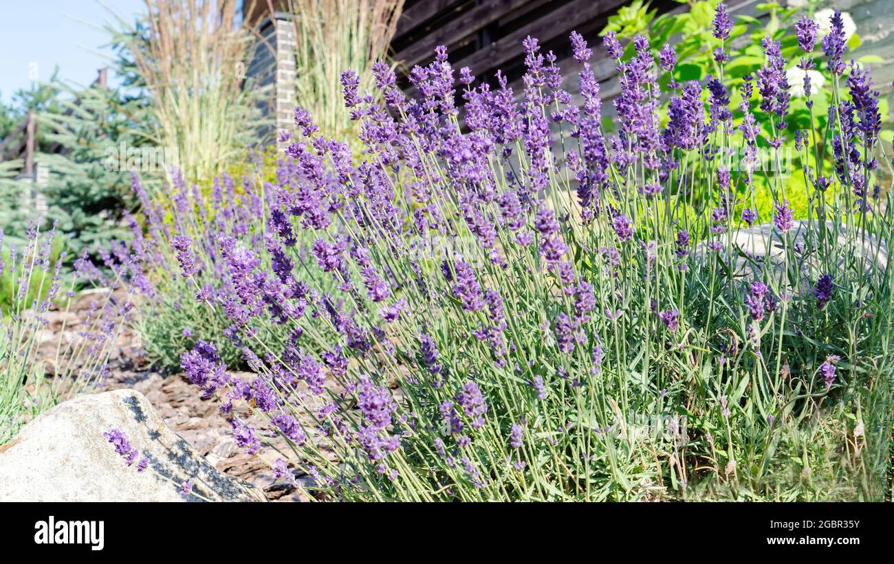 Lavanda in giardino in stile mediterraneo. Cespugli di lavanda in fiore. Fiori viola lavanda odore fragrante in giardino. Architettura paesaggistica nel Pr Foto Stock