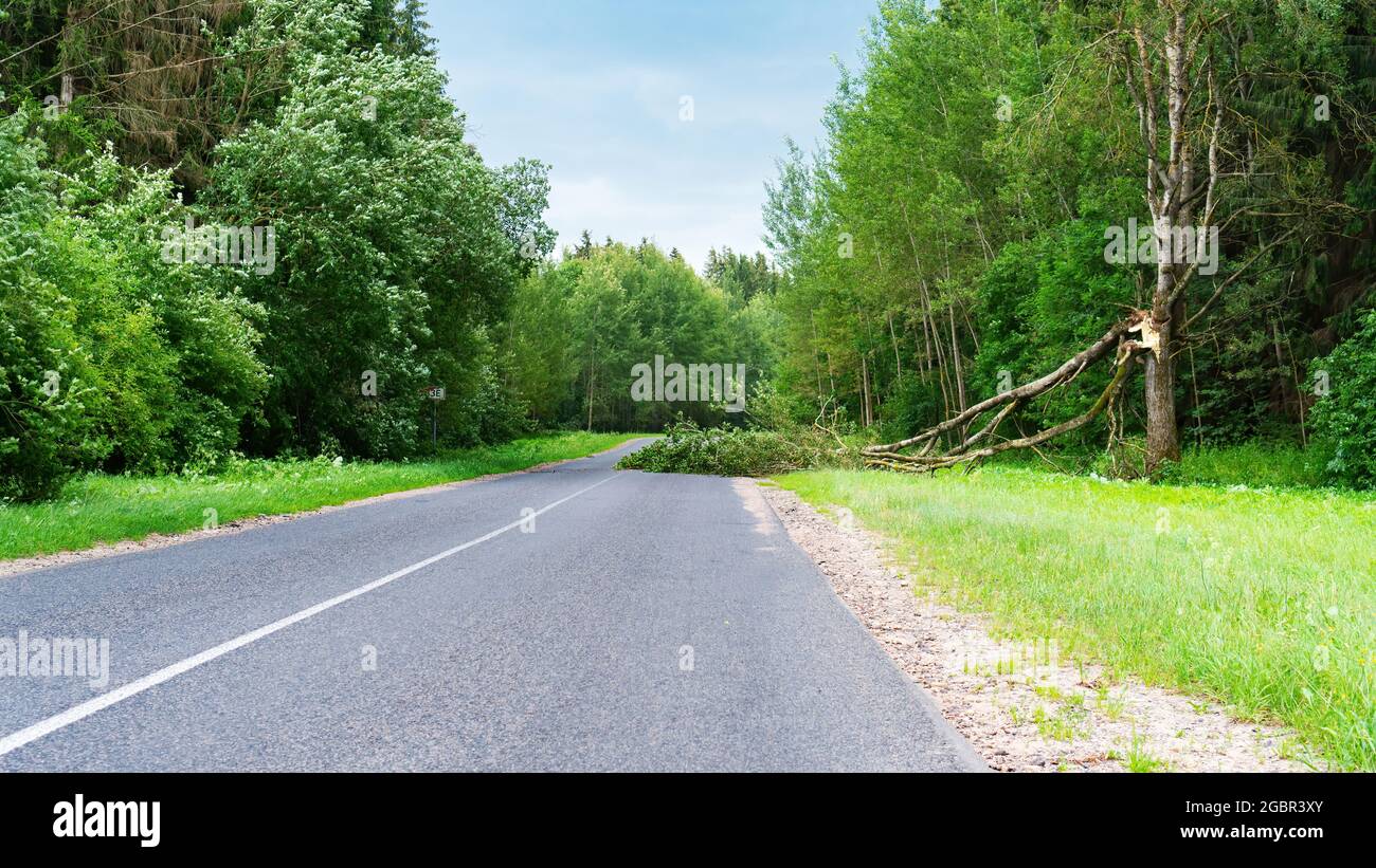 Un albero che è caduto sulla strada dopo una tempesta. La strada è bloccata da un albero caduto dopo un temporale. L'albero si trova sulla strada, bloccando il passaggio Foto Stock