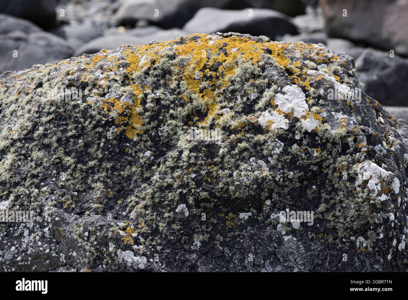Lichene marino giallo, Xanthoria parietina, su una roccia su Mull, Costa Occidentale della Scozia Foto Stock