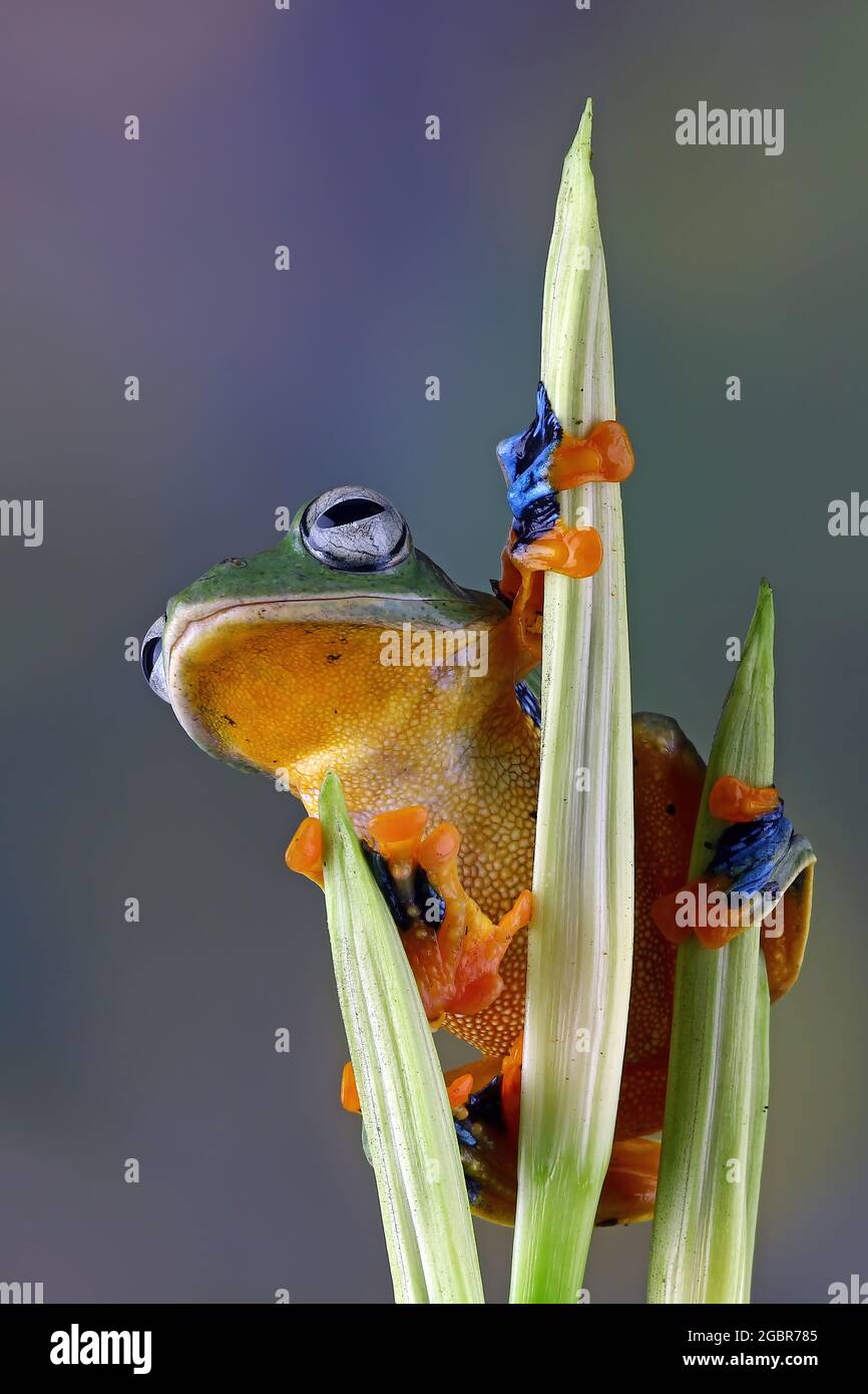 Rana Java su un ramo Foto Stock