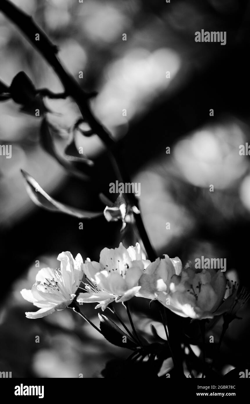 Fiore di ciliegio in bianco e nero Foto Stock