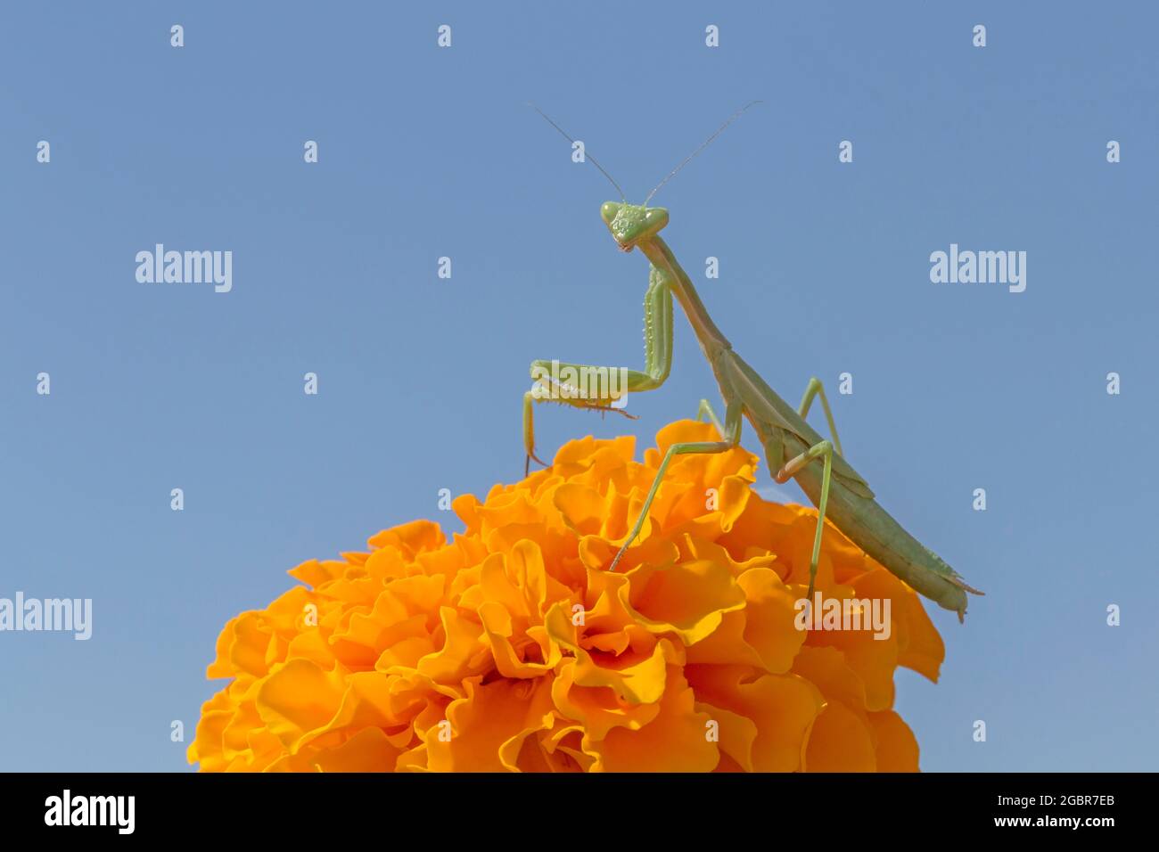 primo piano di mantis verde seduta su fiore marigold arancione contro cielo blu Foto Stock
