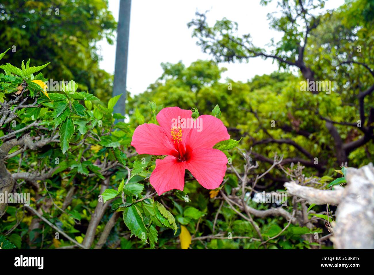 Fiore rosa di Hibiscus circondato da piante verdi al giardino di pinjore Foto Stock