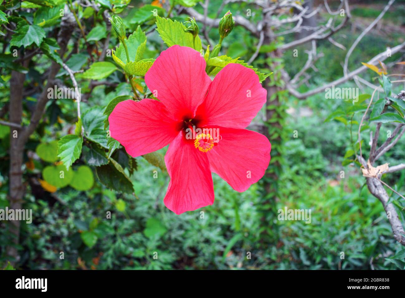 Fiore rosa di Hibiscus circondato da piante verdi al giardino di pinjore Foto Stock