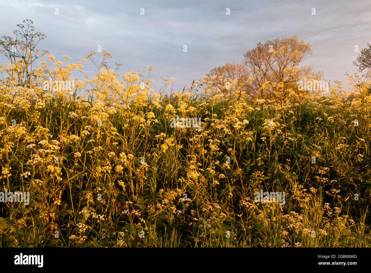 Una siepe naturale di fiori selvatici Foto Stock