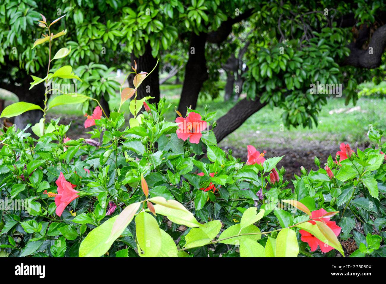 Fiore rosa di Hibiscus circondato da piante verdi al giardino di pinjore Foto Stock