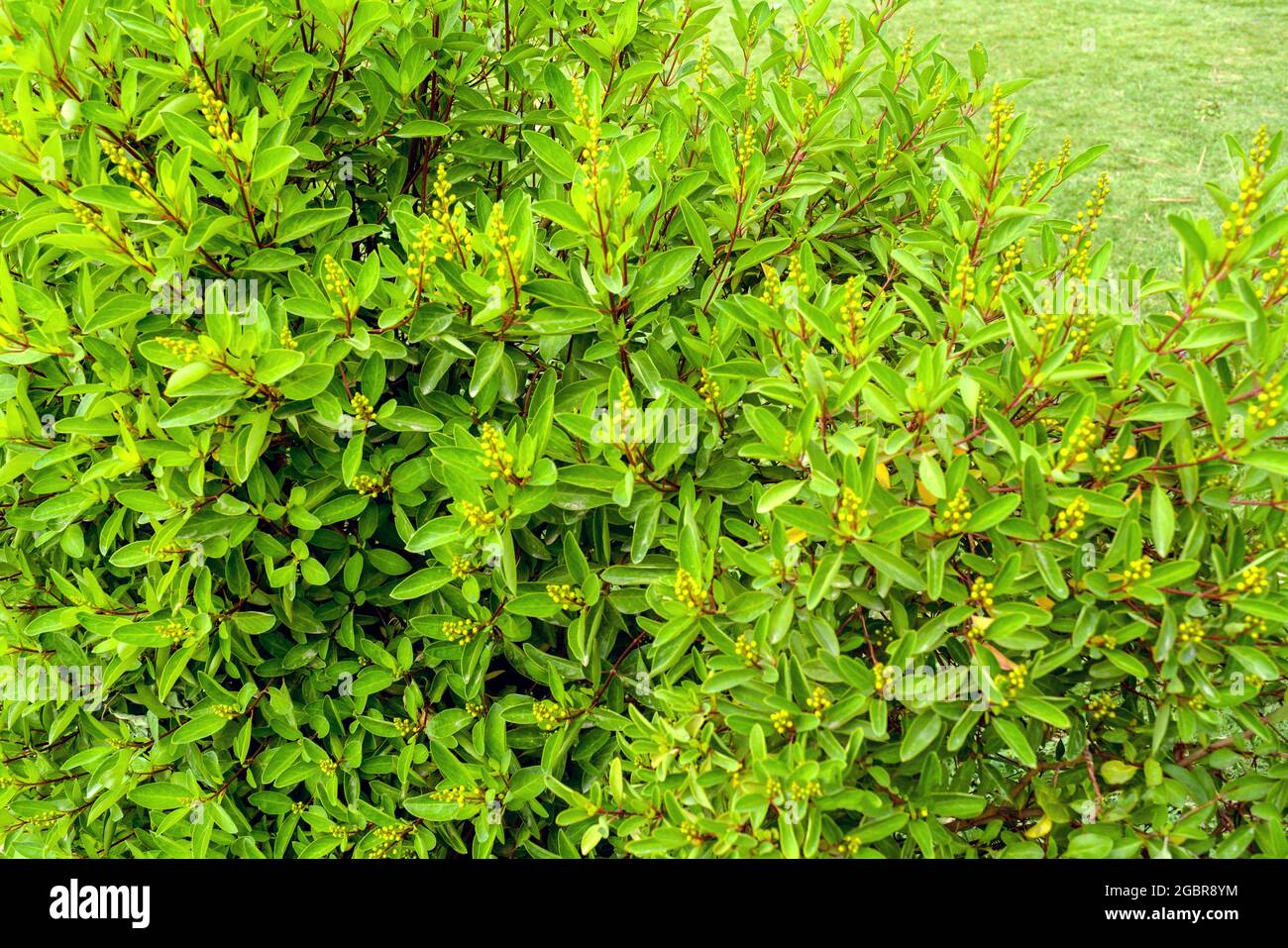 Duranta recens o Duranta erecta foglie closeup texture sfondo, i nomi comuni includono oro dewdrop, piccione bacche, e lucernario al giardino di pinjore Foto Stock