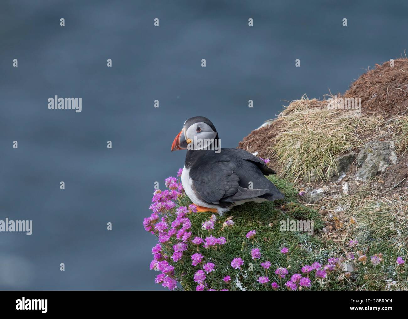 Atlantic Puffin, Fratercola artica, in rosa mare, Isola di lunga, Scozia Foto Stock