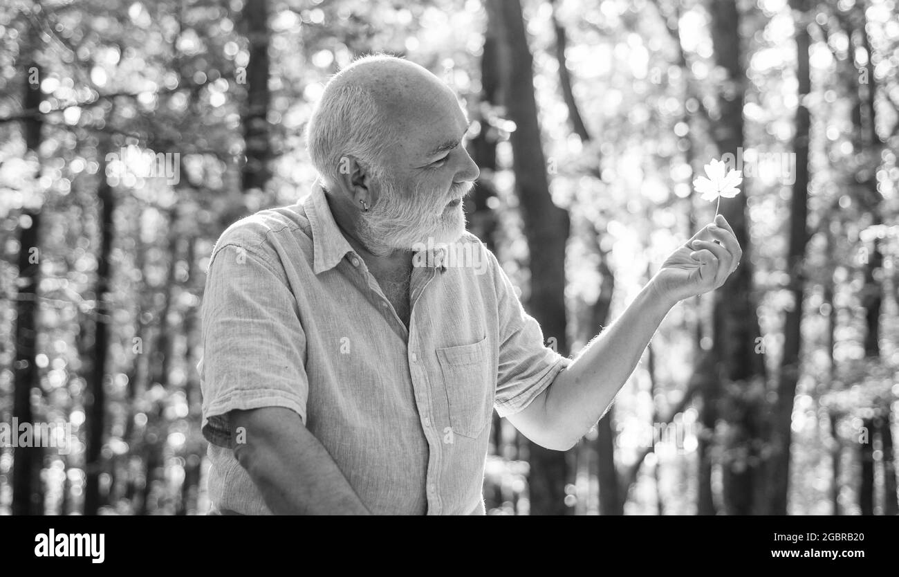 In autunno, il clima è caldo. L'anziano gode di sole giorno di autunno. Anziani pensionati tenere foglia caduta. Stagione autunnale o autunnale. Natura idilliaca. Naturale Foto Stock