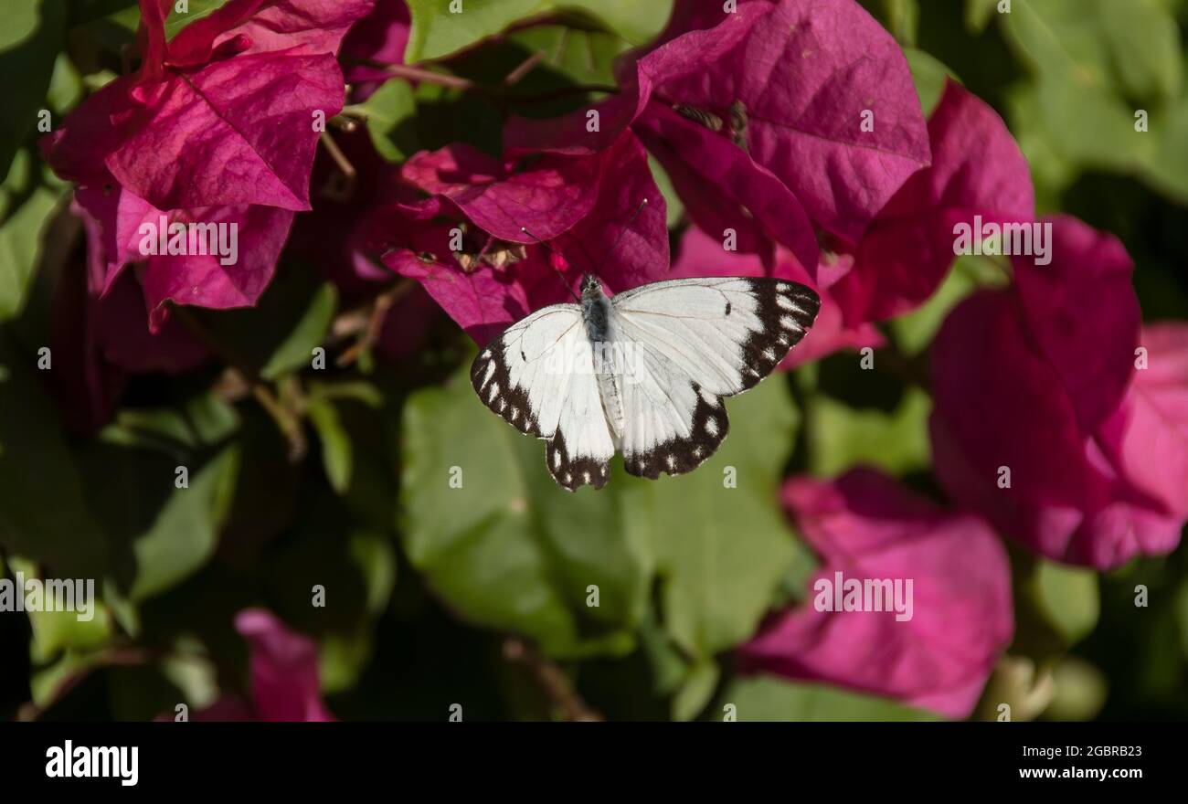 Bianco e nero pannolino bianco farfalla (Belenois giava) riposante su fiore rosa intenso bougainvillea in giardino nel Queensland se, Australia. Molla. Foto Stock