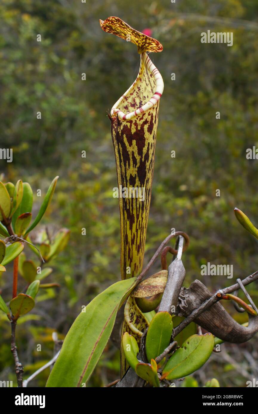 Lanciatore della pianta carnivora del lanciatore Nepenthes stenophylla, Sarawak, Borneo, Malesia Foto Stock