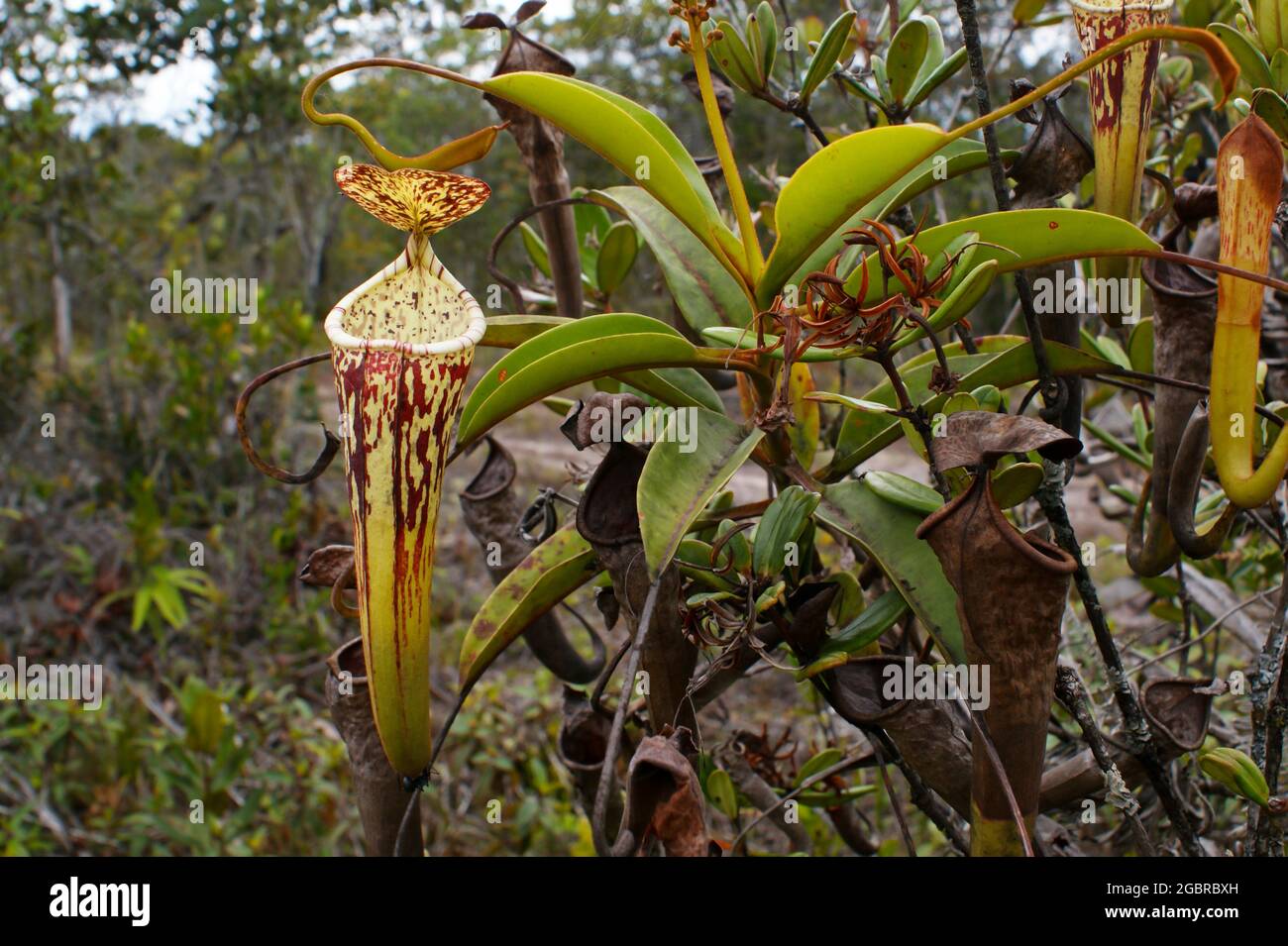 Pianta e carnivore della pianta carnivora di nepenthes stenophylla, Sarawak, Borneo, Malesia Foto Stock