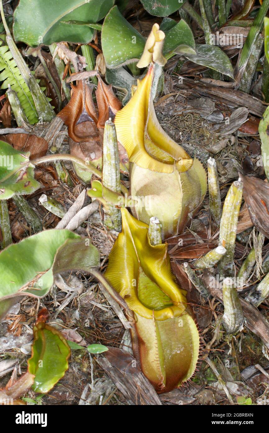 Due carnitelle gialle della carnivora carnitora pianta nepenthes veitchii, Sarawak, Borneo, Malesia Foto Stock