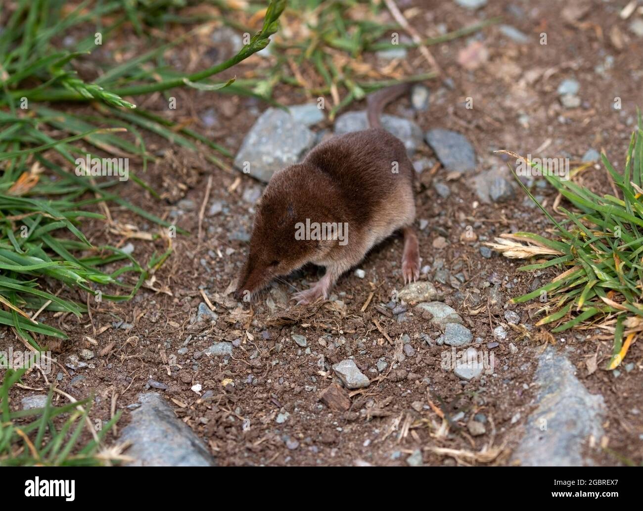 Un giovane shrew comune è uno dei più piccoli predatori e mammiferi. Appartengono alla famiglia Insettivore e sono voraci cacciatori di invertebrati. Foto Stock