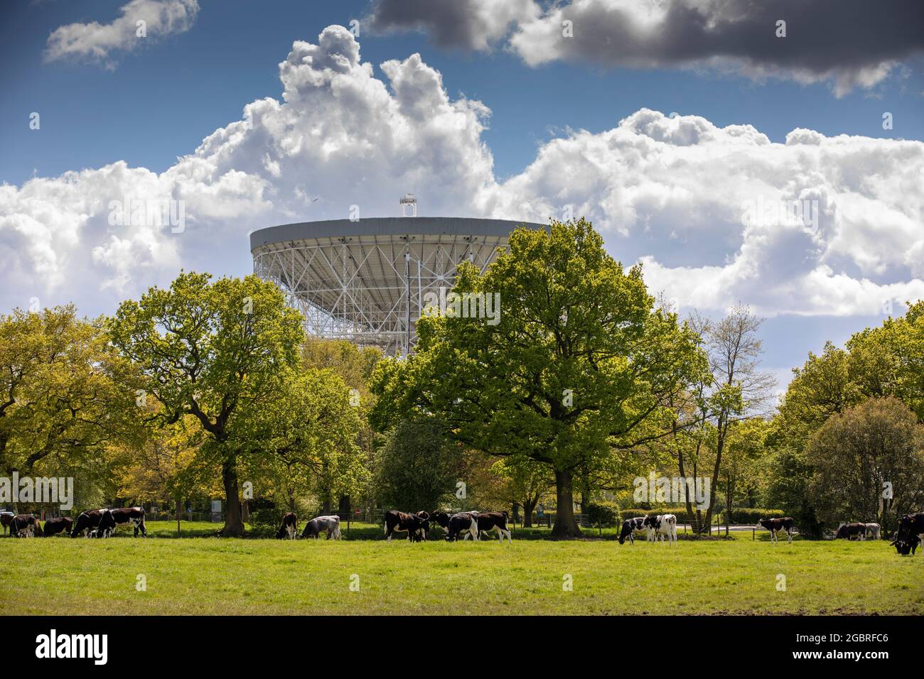 Regno Unito, Inghilterra, Cheshire, Goostrey, Università di Manchester Jodrell Bank, mucche pascolano in campo accanto Lovell radio Telescopio Foto Stock