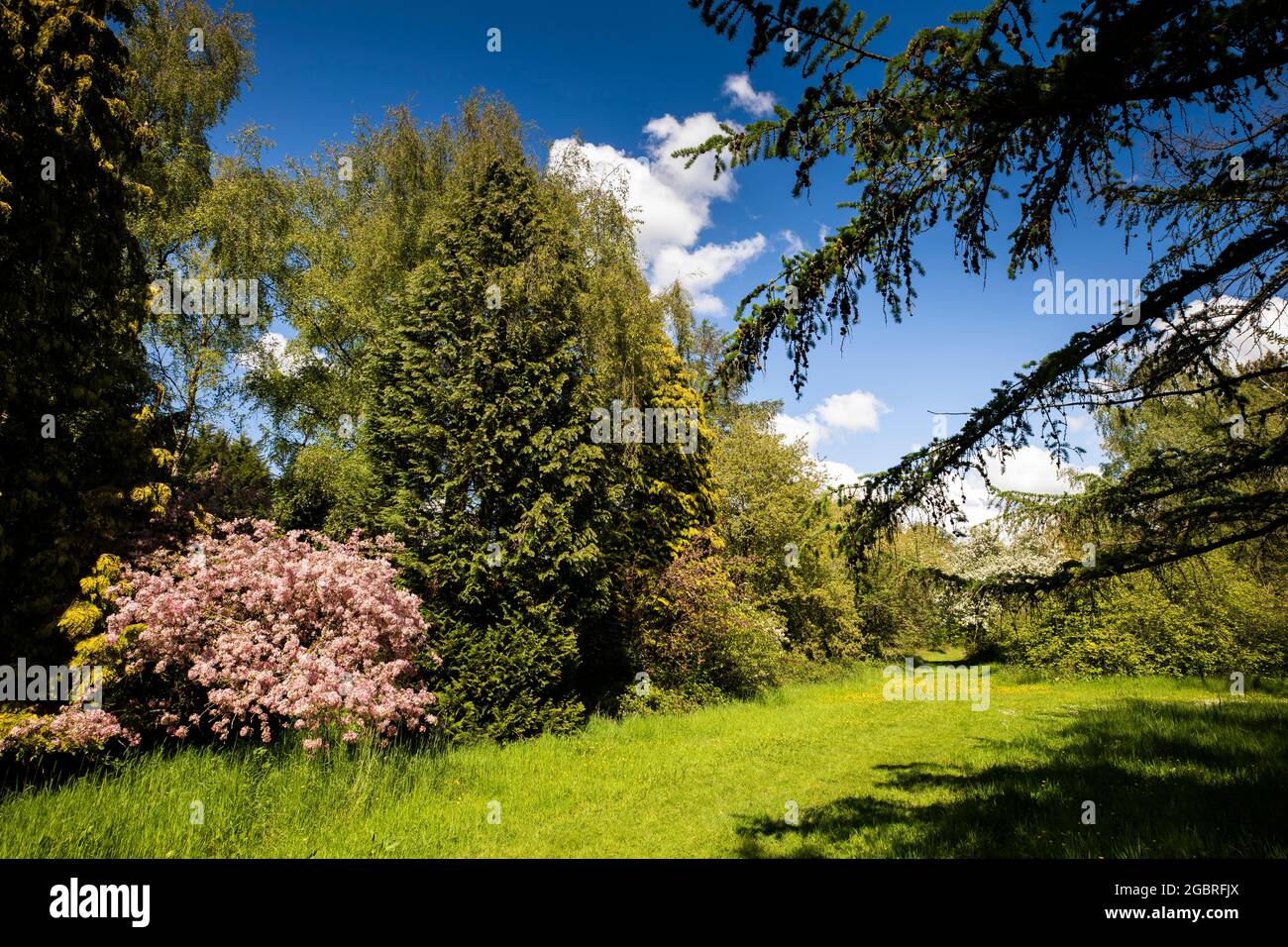 Regno Unito, Inghilterra, Cheshire, Goostrey, Università di Manchester, Jodrell Bank, arboreto, primi alberi estivi in fiore Foto Stock