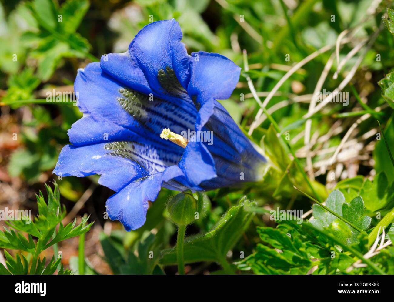 Botanica, genziana alpina, Alpi svizzere, USO-NON-ESCLUSIVO-PER-BIGLIETTI-BIGLIETTI-DI-AUGURI-PIEGHEVOLI-USO-CARTOLINA Foto Stock