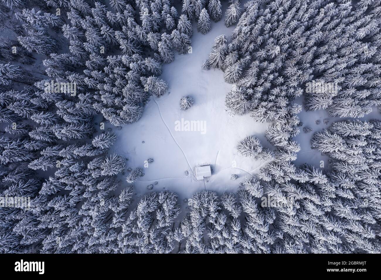 Vista sul drone. Vista aerea della foresta bianca invernale coperta di neve. Paesaggio sulla fredda mattina. Capanna di legno sul prato. Alberi nelle nevicate. Touris Foto Stock