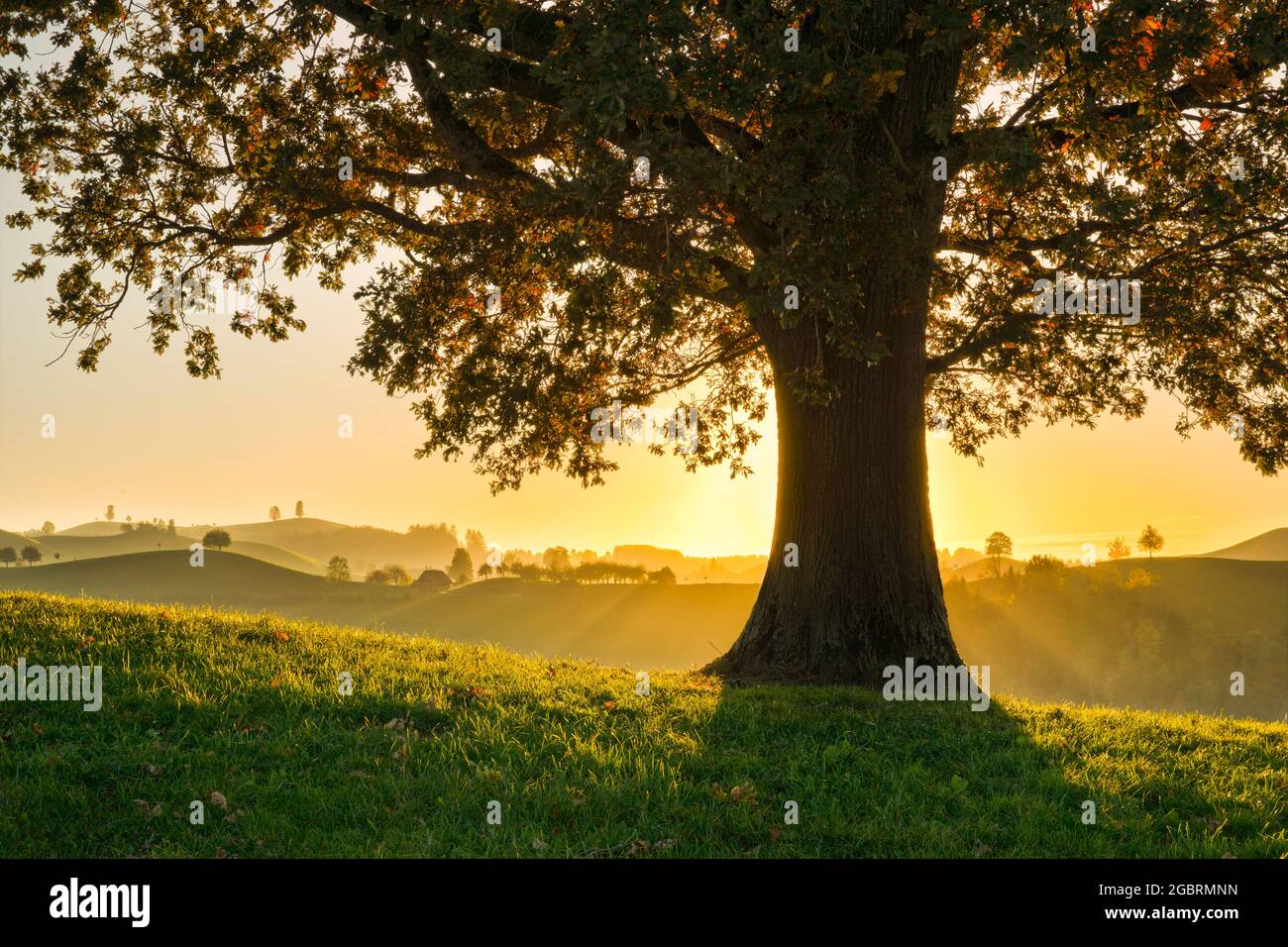 Geografia / viaggio, Svizzera, quercia a Hirzelpass, Zurigo, NO-EXCLUSIVE-USE PER IL FOLDING-CARD-GREETING-CARD-USO-CARTOLINA Foto Stock