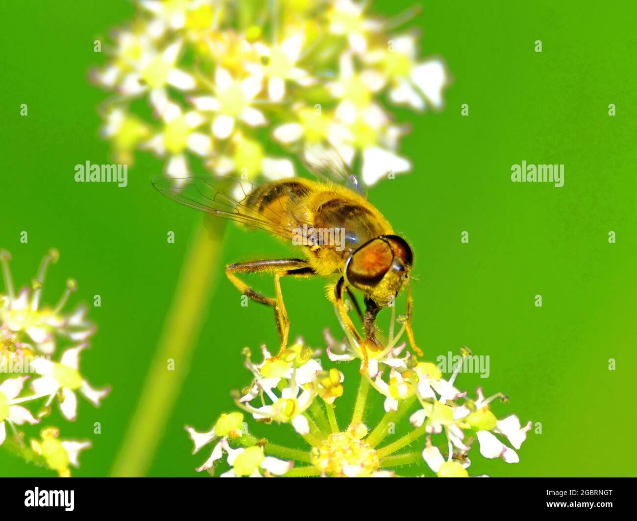 Hoverfly ravvicinato della sua bocca e delle parti della lingua che poggiano su fiori bianchi Foto Stock