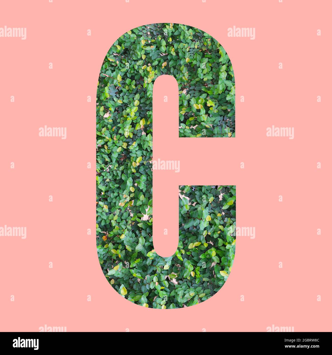Lettere alfabetiche di forma C in stile foglia verde su sfondo rosa pastello per il design nel tuo lavoro. Foto Stock