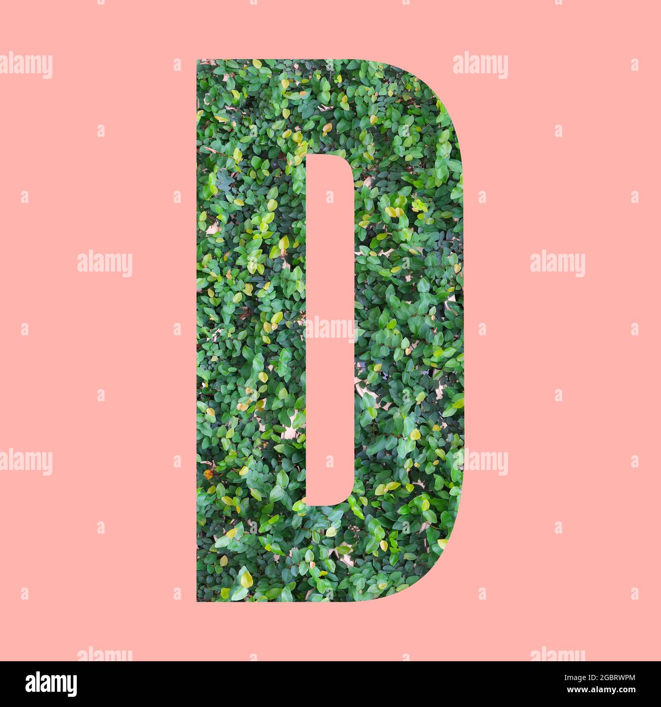Lettere alfabetiche di forma D in stile foglia verde su sfondo rosa pastello per il design nel tuo lavoro. Foto Stock