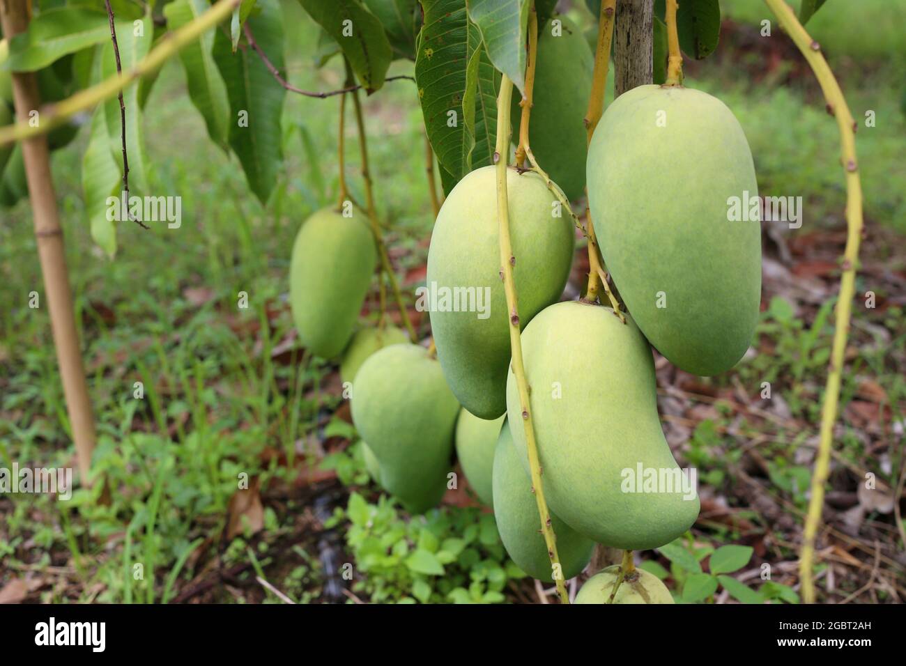 Il mango verde non è maturo sugli alberi nel frutteto, giardino di frutta nella zona dei tropici della Thailandia. Foto Stock
