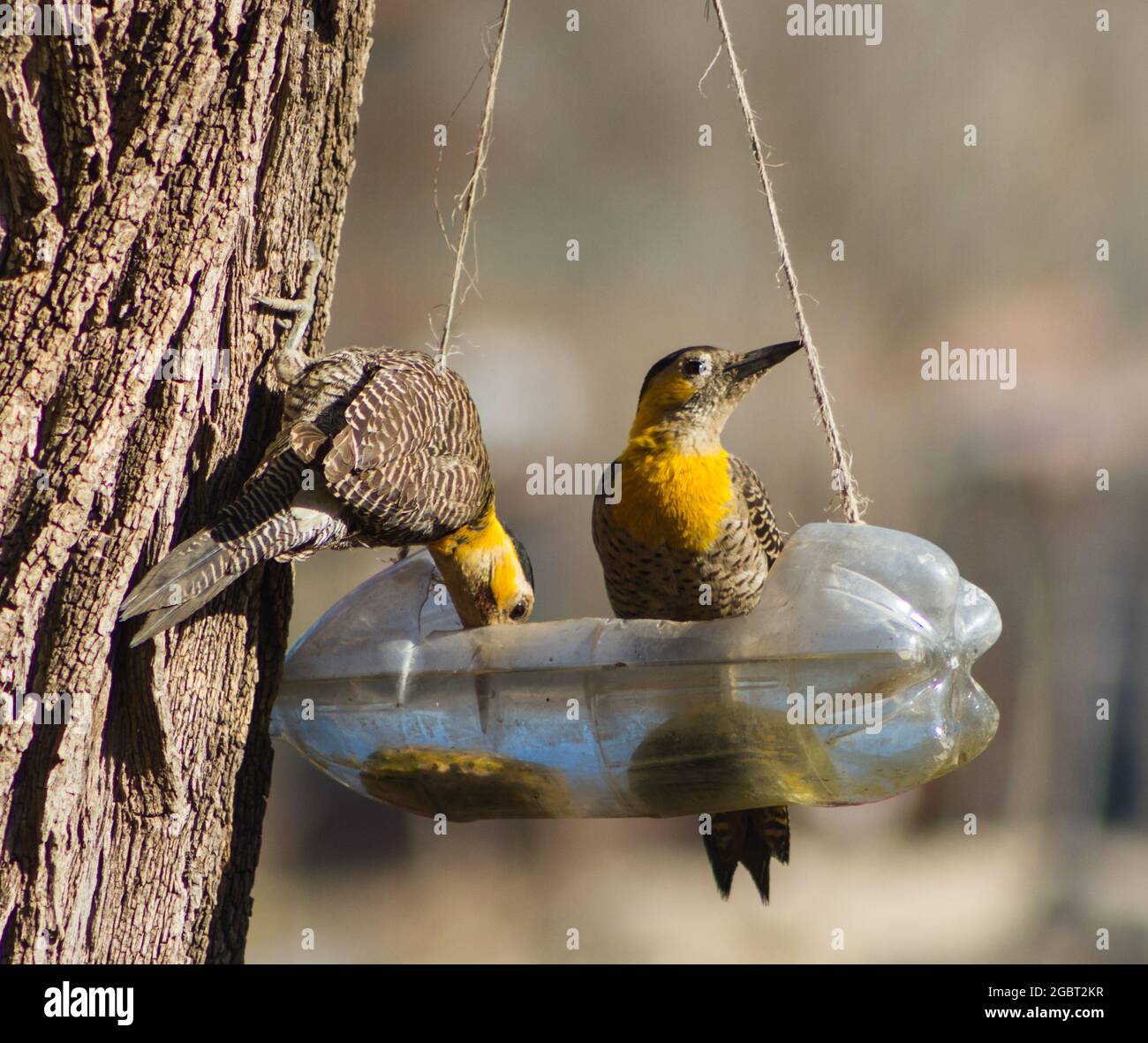 Coppia di picchetti di legno (Colaptes campestris) acqua potabile da bottiglia riciclata Foto Stock