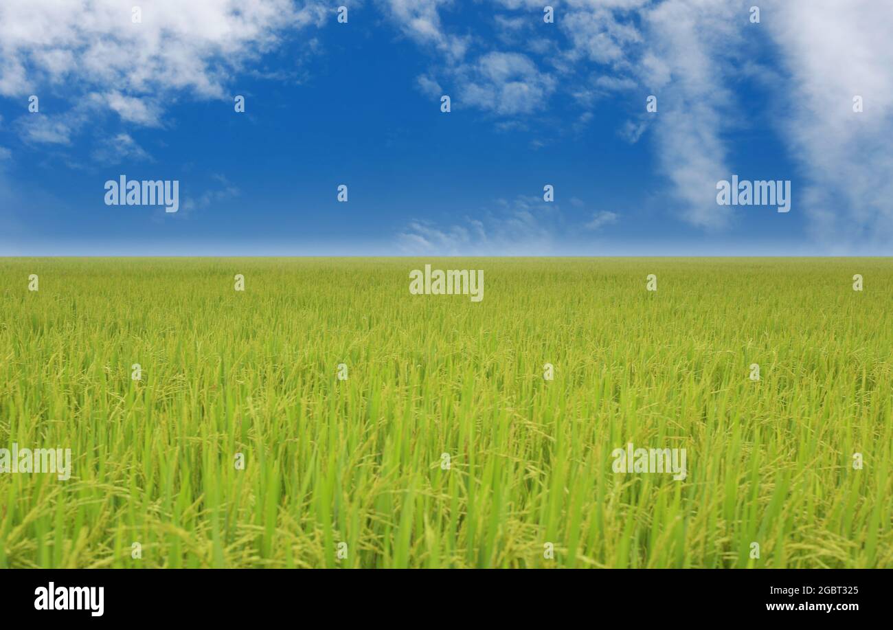 Vista del campo di riso di giorno, zone agricole della Thailandia. Foto Stock