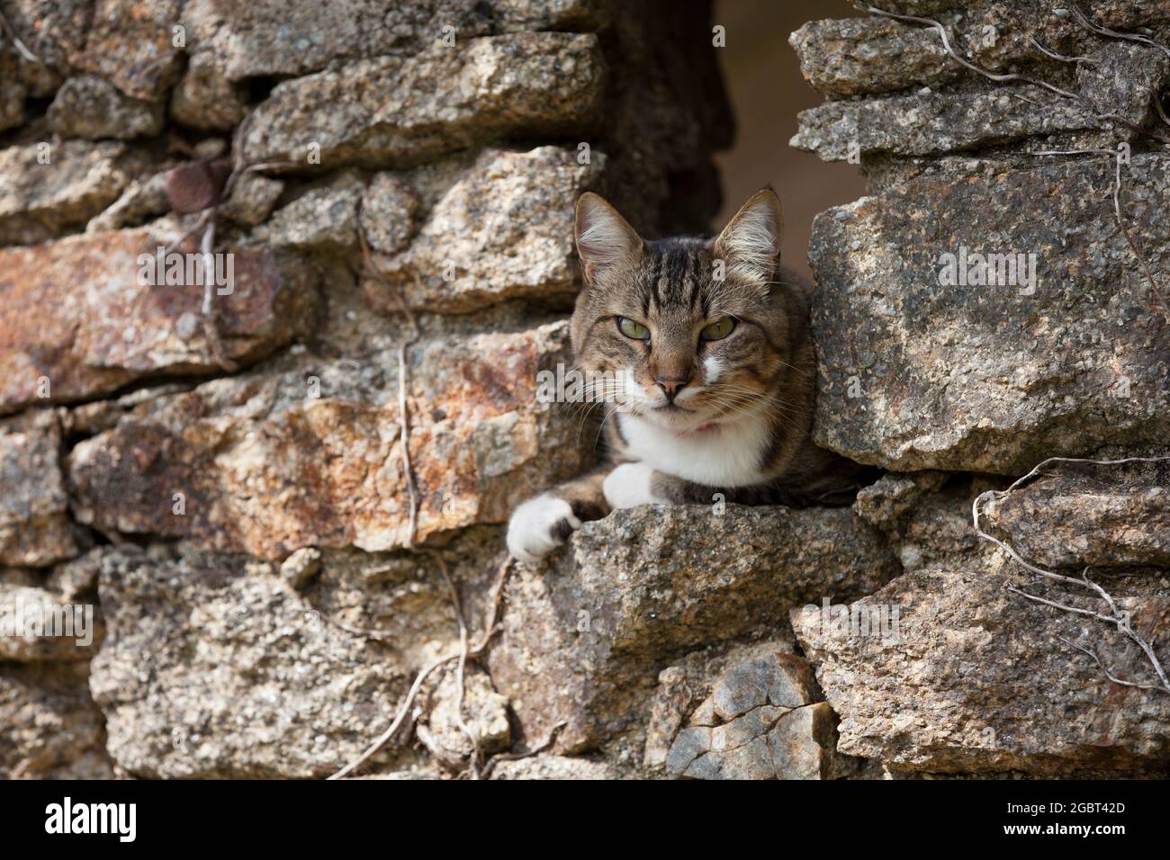 Getigerte Katze hat ein warmes Plätzchen in einer Steinmauer eines alten Schuppens gefunden. Foto Stock