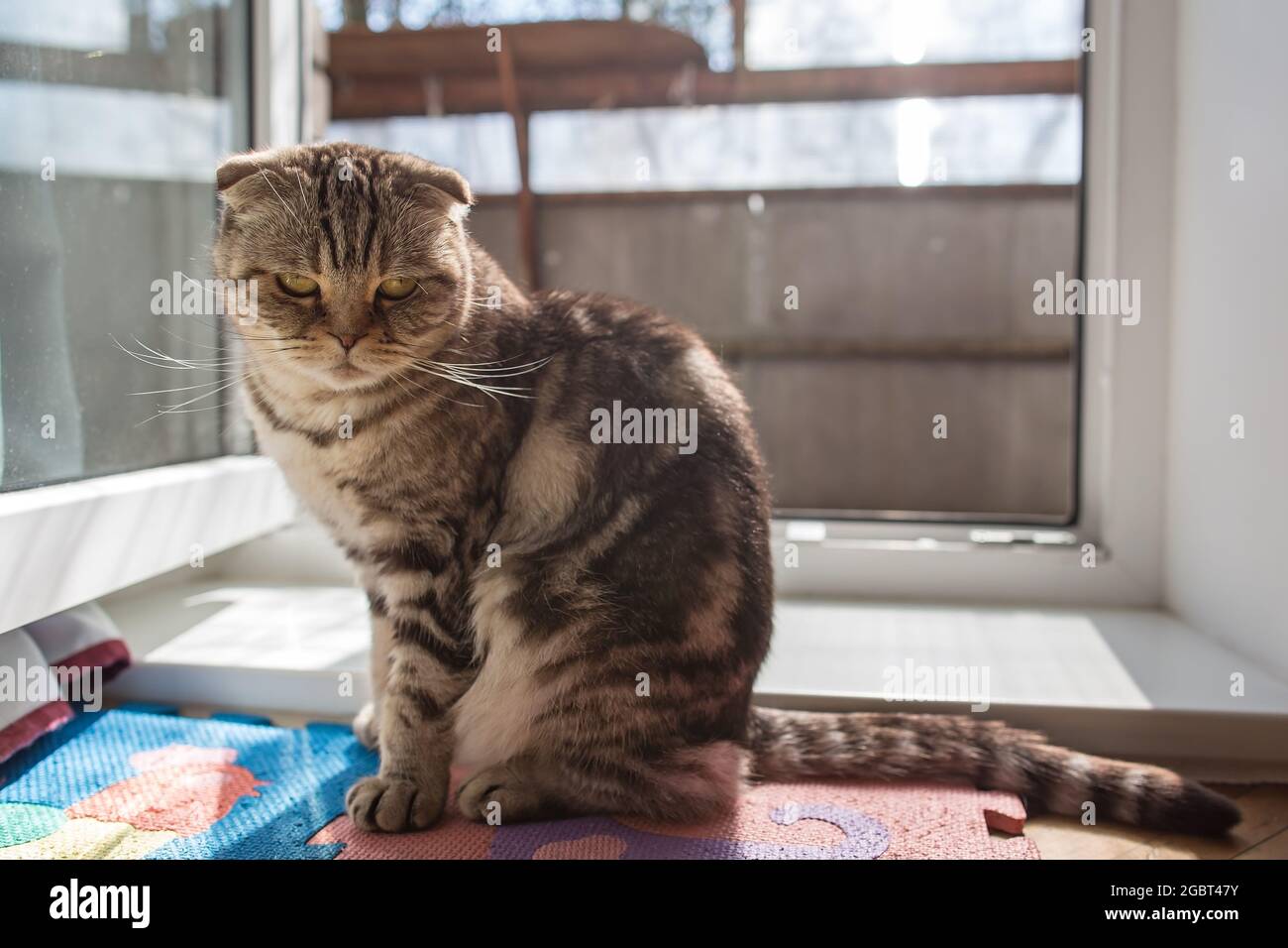 Triste gatto scozzese piega seduto vicino alla porta aperta e crogiolarsi nel sole di primavera. Depressione in animali domestici. Concetto psicologico. Foto Stock