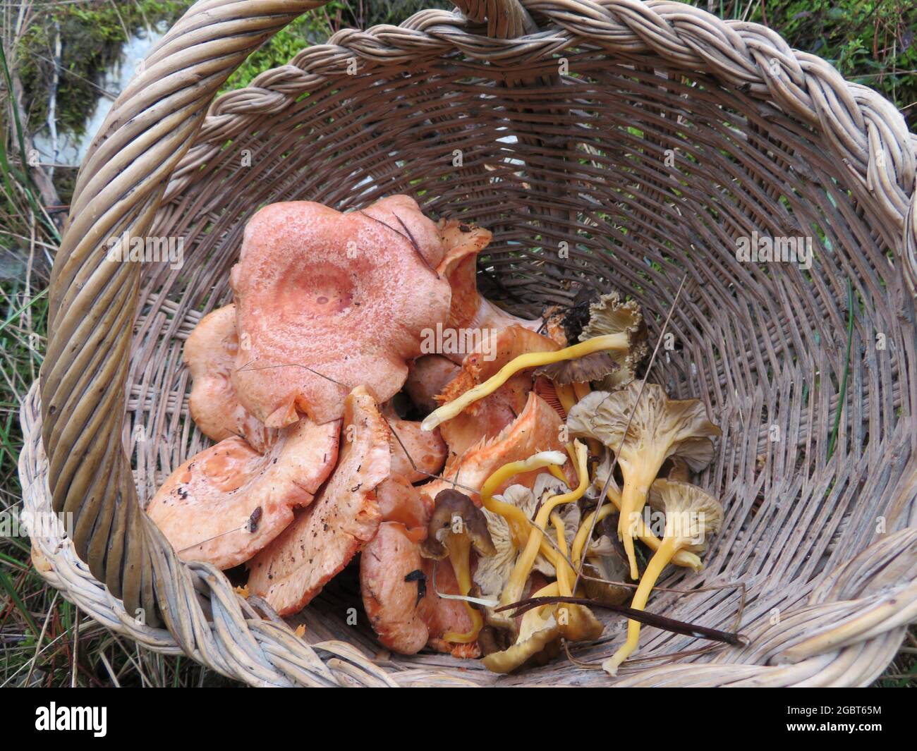 cestino con funghi selvatici Foto Stock