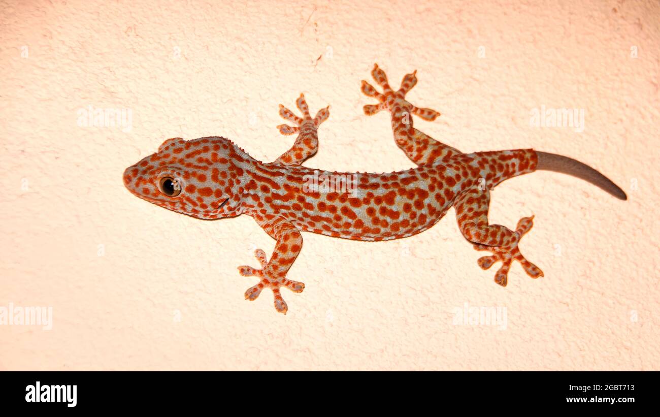 grande gecko su un muro Foto Stock