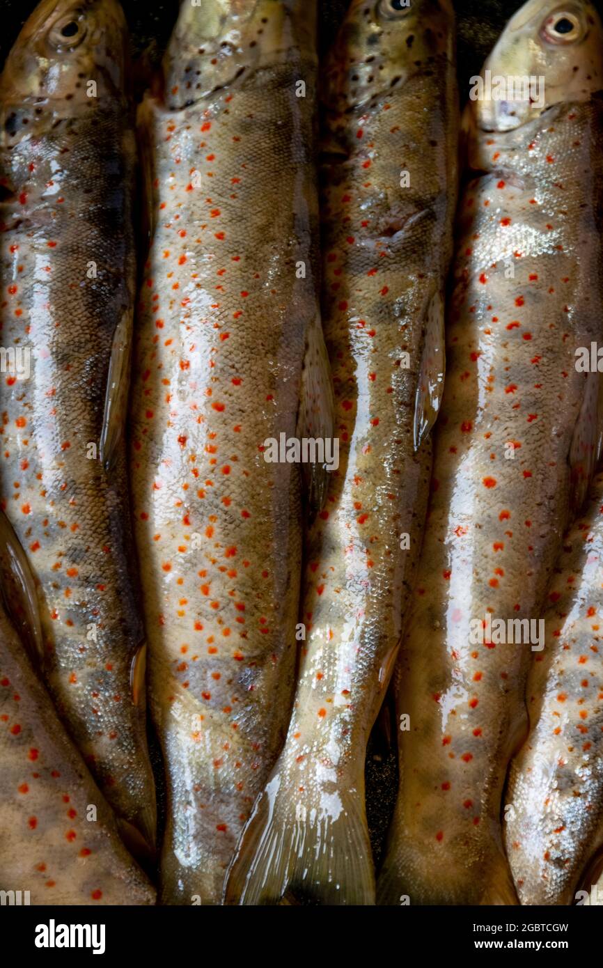 Primo piano di trote di salmone selvatiche crude, ingredienti alimentari sani Foto Stock