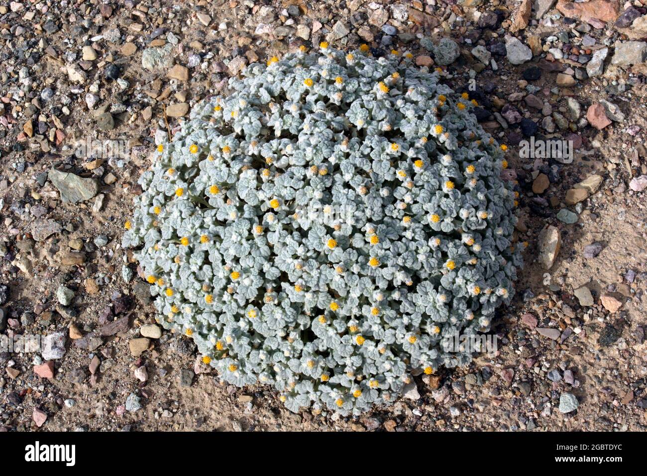 La Valle della morte è un lungo, stretto, di tendenza nord-sud, guasto delimitato da montagne in California, Stati Uniti. Foto Stock