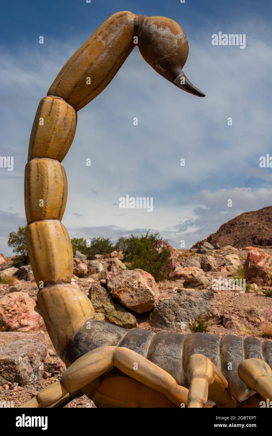 Primo piano di uno scorpione nel deserto con coda rialzata Foto Stock