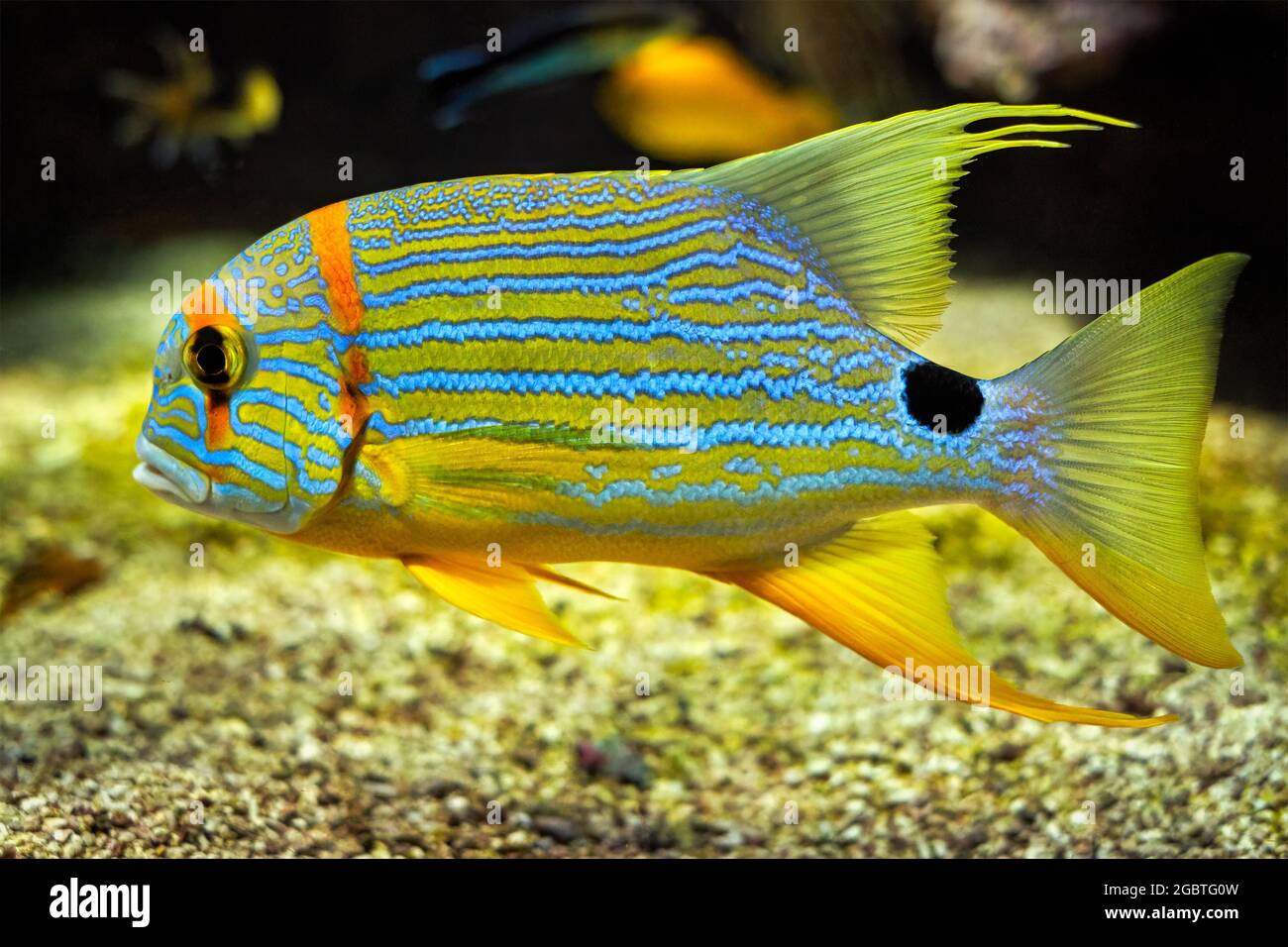 Sailfin Snapper Symphorichthys spilurus blu-fiancheggiata orata pesce sott'acqua in mare Foto Stock