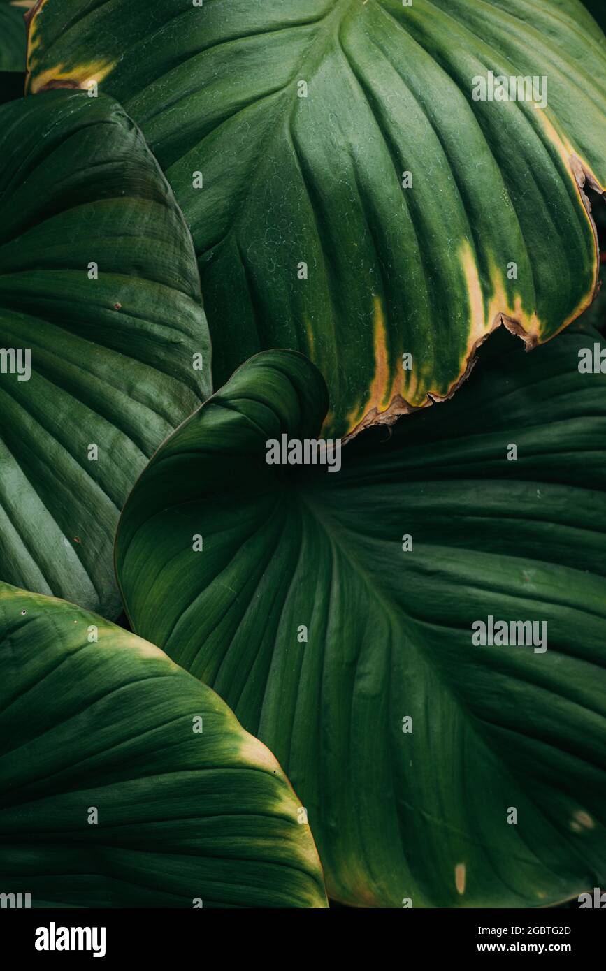 Vista dall'alto primo piano grande verde tropicale foglie sfondo Foto Stock